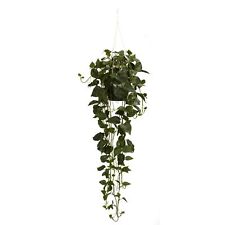 Philodendron hanging basket for sale  Brentwood