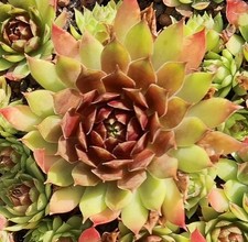 Sempervivum floreana eigene gebraucht kaufen  Selters