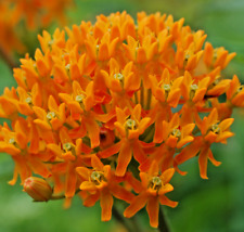 1000 asclepias tuberosa for sale  Portland