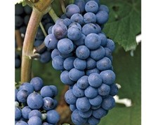 grape cutting for sale grape cutting for sale Howell