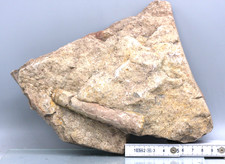 Rthoceras kalkstein rdovizium gebraucht kaufen  Mittweida