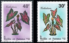 caladium d'occasion caladium d'occasion Agen