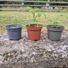 Gardeners tomato plant for sale  HEREFORD