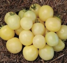 Graines tomate cerise d'occasion  Cahors