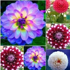 Pcs dahlia flower for sale  Cleveland