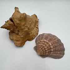 Bundle large conch for sale  Mokena