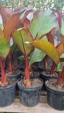 Ensette maurelli red for sale  ELY