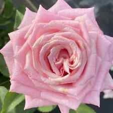 Rose belinda dream for sale  Summerfield