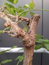 Chunky wisteria bonsai for sale  LIVERPOOL