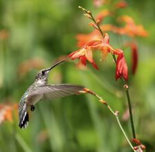 Crocosmia red orange for sale  Decatur