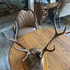 elk head mount for sale elk head mount for sale Shiocton