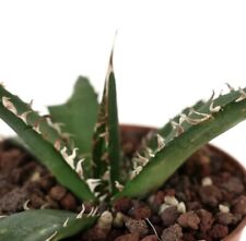 Agave victoriae reginae usato  Napoli