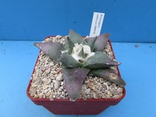 Ariocarpus confusus mm144 for sale  BIRMINGHAM