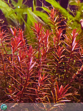 Rotala rotundifolia blood usato  Feldthurns