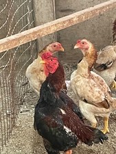 Eggs japanese shamo for sale  Franklin