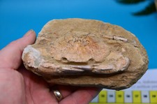 Amazing big fossil for sale  UK