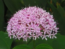 mexican hydrangea for sale  Saint Simons Island