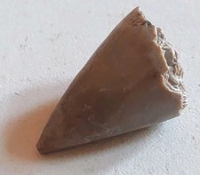 Griffe dinosaure fossilisée d'occasion  Soyaux