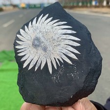 Pietra crisantemo naturale usato  Spedire a Italy