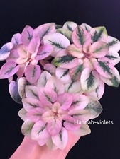 African violet live for sale  Cedar Park