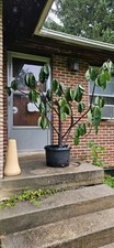 Rubber plant ficus for sale  Silver Spring
