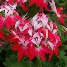 Geranium zonal summer for sale  UK