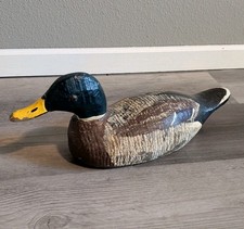 Drake mallard duck for sale  Mankato