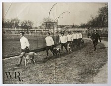1936 concours chiens d'occasion  Expédié en Belgium