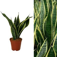 Sansevieria snake plant for sale  GLASGOW