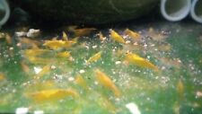 Sunkist orange neocaridina for sale  Erie