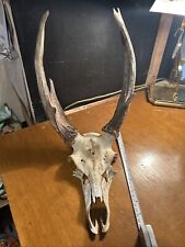 Vintage deer skull for sale  NAIRN