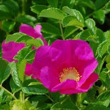 Kartoffelrose apfelrose rosa gebraucht kaufen Kartoffelrose apfelrose rosa gebraucht kaufen  Detmold