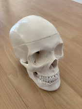 Schädelmodell anatomisch gebraucht kaufen  Broderstorf