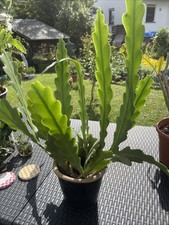 Epiphyllum blattkaktus gebraucht kaufen  Marburg