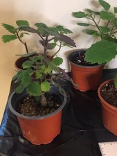 Plectranthus ernstii caudex for sale  HOVE