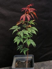 Seed grown acer for sale  Rochester