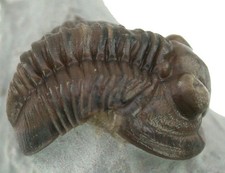Silur proetus granulatus gebraucht kaufen  Erlangen