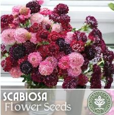 Berry mix scabiosa for sale  Meridian