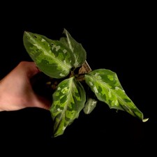 Aglaonema pictum tricolor for sale Aglaonema pictum tricolor for sale  ANDOVER
