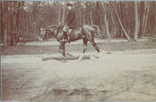Equitation cheval étalon d'occasion  Pagny-sur-Moselle