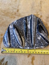 Belemnite cluster fossil for sale  KILMARNOCK