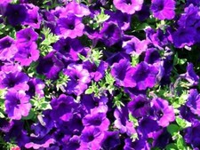 Petunia viola semi usato Petunia viola semi usato  Trappeto