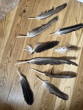 Andalusian large bird for sale  BURY ST. EDMUNDS