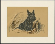 Scottish terrier scottie for sale  COLEFORD
