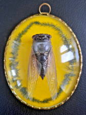Cabinet curiosite taxidermie d'occasion  Carrières-sur-Seine