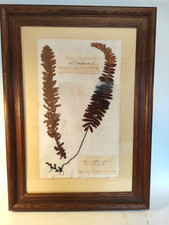 Antik herbarium farn gebraucht kaufen  Grünhainichen
