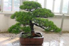 Bonsai tree buddhist for sale  SOUTHAMPTON