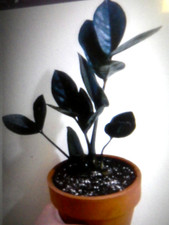 Raven plant zamioculcas for sale  Saint Benedict