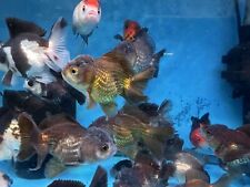 Thai oranda short for sale  Fullerton