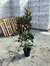 Magnolia grandiflora 15l for sale  EGHAM